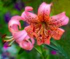 USA-Washington State-Pacific Northwest Sammamish Orange Tiger Lily close up Art Print